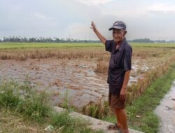 Puluhan Hektar Tanaman Padi Gagal Panen