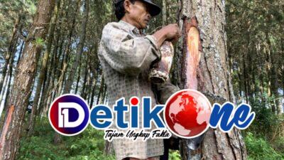 ADM Lawu Ds Berterimakasih ke Keluarga Pak Salim Penyadap Getah Pinus