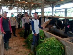 Antisipasi Wabah PMK, Polres Batu Terjunkan Bhabinkamtibmas Untuk Monitoring Peternakan Warga