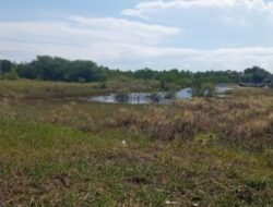 Diduga Melakukan Penebangan Pohon Mangrove Tanpa Ijin, Pengusaha Asal Asembagus Terancam di Laporkan
