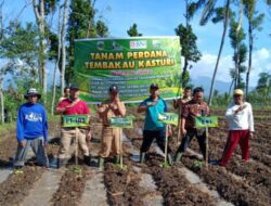 Mitra IDS Lumajang Lakukan Tanam Tembakau di Desa Wonosuko