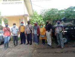 Polsek Panarukan Bersama Dinas Peternakan Antisipasi Wabah PMK di Pasar Hewan Sabtuan Situbondo