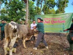Perhutani KPH Jombang Laksanakan Qurban Tahun 1443 Hijriyah/ 2022, di Tepian Kawasan Hutan