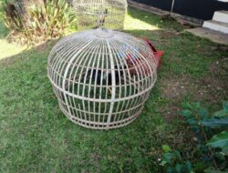 Satreskrim Polres Bondowoso Grebek Judi Sabung Ayam, Sepeda Motor Plat Merah Ikut Jadi BB