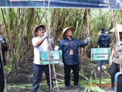 Asdep Kementrian BUMN Resmi Panen Perdana Agrogorestry Tebu Mandiri di Perhutani Jombang