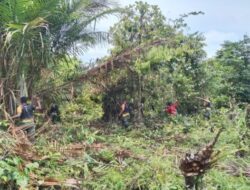 Satgas Satuan Organik Yonif Raider 514/SY/9/2 Kostrad Bersama Warga Olah Lahan Tidur Jadi Lahan Produktif