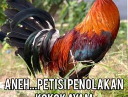 Aneh!! WNA Asal Rusia Membuat Petisi Penolakan Suara Kokok Ayam