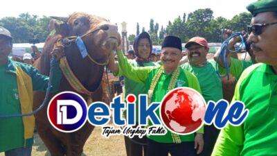 Apresiasi Anemo Peternak Sapi, Kontes Sapi Perdana Bakal Jadi Event Tahunan