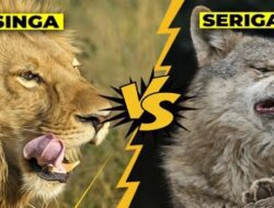 Legenda Singa dan Serigala: Penghujatan Dalam Politik