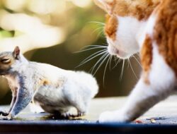“Petualangan Kucing Kecil Yang Pemberani”