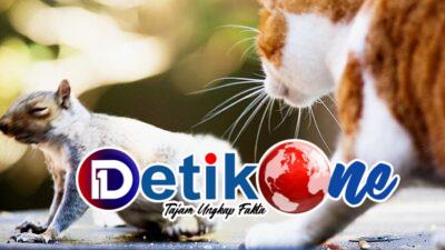 Kucing