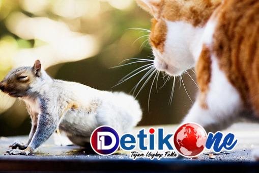Kucing