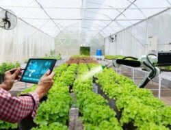 Dari Sawah ke Smartphone: Bagaimana Teknologi Pertanian Mengubah Situbondo