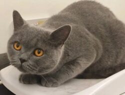 Keunikan dan Keistimewaan Kucing Busok Yang Ada di Kepulauan Raas