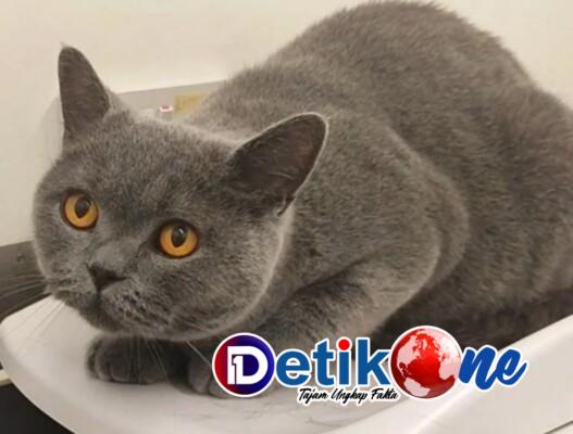 Kucing Busok