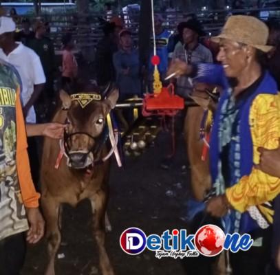 Karapan Sapi