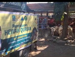 Serentak di Tiga Kabupaten, Nasim Khan DPR RI Salurkan Puluhan Kambing Terbaik