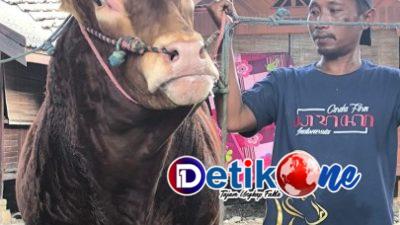 Sambut Hari Raya Idul Adha, Nasim Khan Kurban Sapi Limusin Berbobot 1,3 Ton 