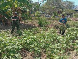 Babinsa Desa Rangperang Laok Dampingi Perawatan Tanaman Kacang Ijo