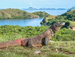 Tips dan Rekomendasi Liburan Seru ke Pulau Komodo