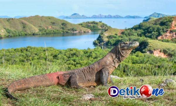 Liburan Seru ke Pulau Komodo