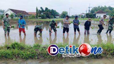 Gerak Tanam Padi Dukung Ketahanan Pangan di Sumenep