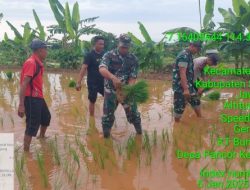 Koramil 0827/20 Sapudi Tanam Padi Bersama Masyarakat Pancor untuk Dukung Swasembada Pangan