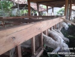 Sanggahan Ketua Pokmas Mentari Terkait Dugaan Raibnya Bantuan Kambing dari HCML
