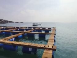Langkah Strategis Menuju Kiblat Budidaya Lobster Dunia: Pemindahan Keramba Keempat Bandar Laut Dunia Grup ke Teluk Karanjang