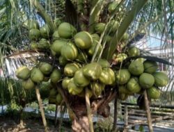 Kangean Menatap Masa Depan Baru Lewat Program Sejuta Pohon Kelapa