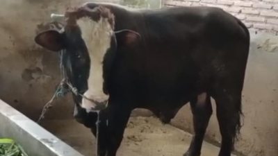 Diduga Ada Penyimpangan Dana, BUMDes Cemerlang Desa Plerean Disorot Warga