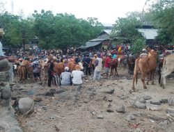 LSM Teropong Soroti Retribusi Parkir dan Hewan Ternak di Pasar Hewan Situbondo