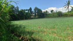BUMDes Desa Gayam Sude Jadi Sorotan, Diduga Ada Ketidaksesuaian Laporan Penjualan Bawang